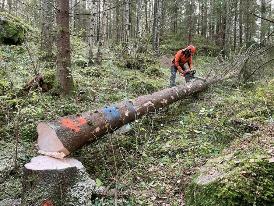 Snabbväxande gran får attraktiva fibrer