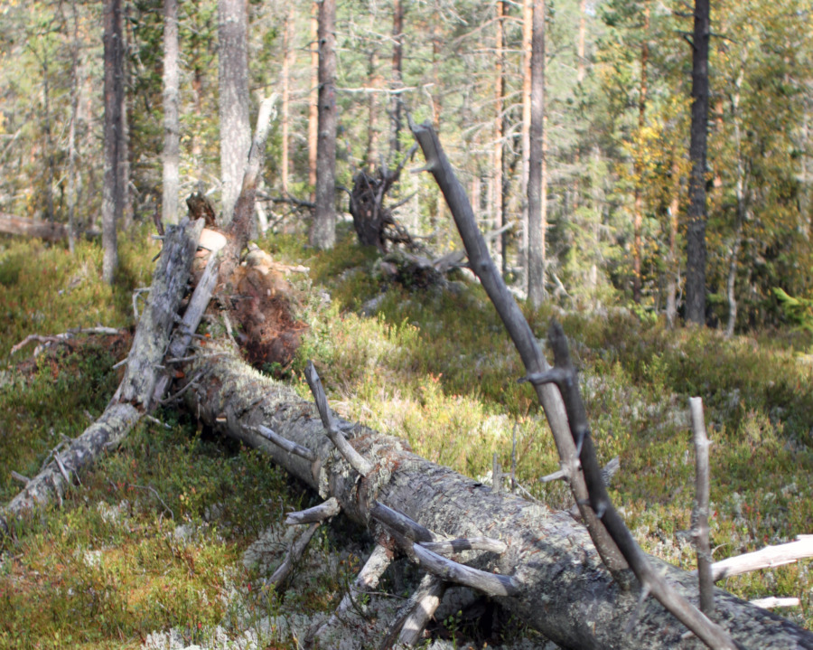 Miljöorganisationer JO-anmäler Skogsstyrelsen