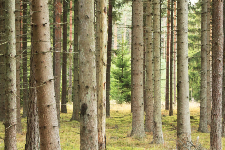 Krediter: Fem aktörer, fem idéer