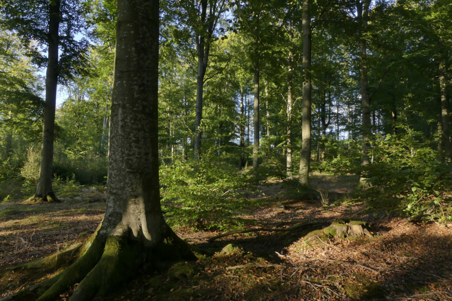 Starka skogar stärker beredskapen