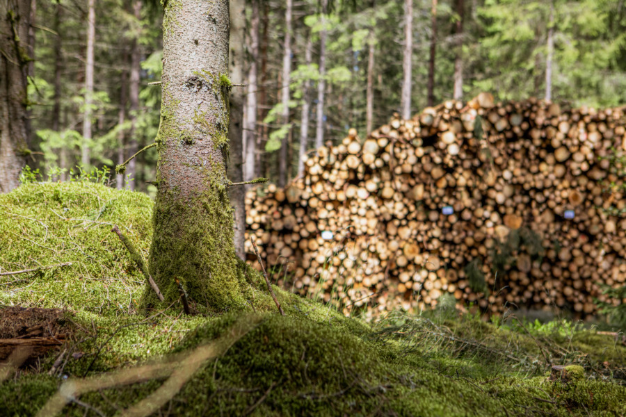 Skoglig rådgivning på kvällstid