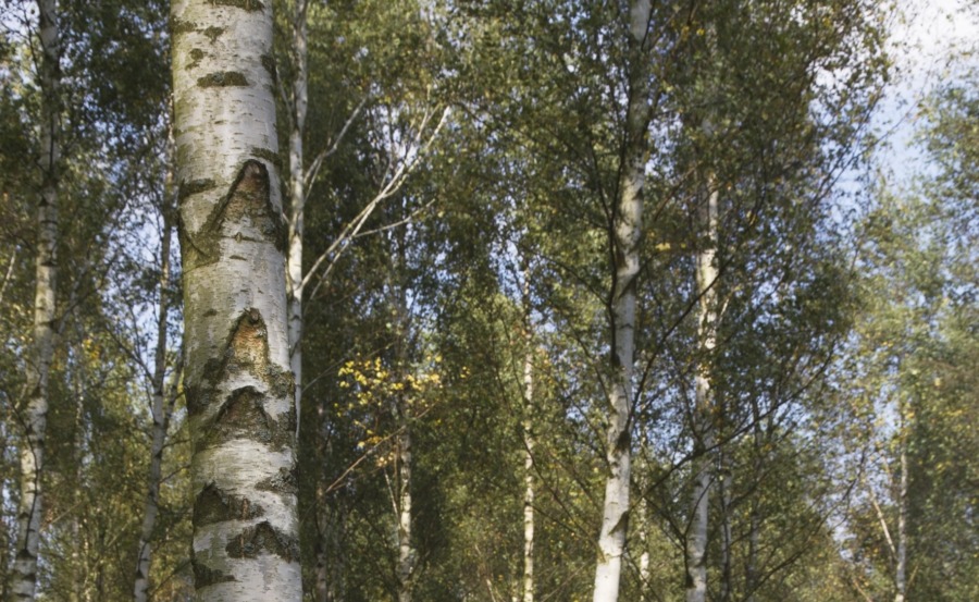 Ny skogsaffär i Baltikum för Ikea