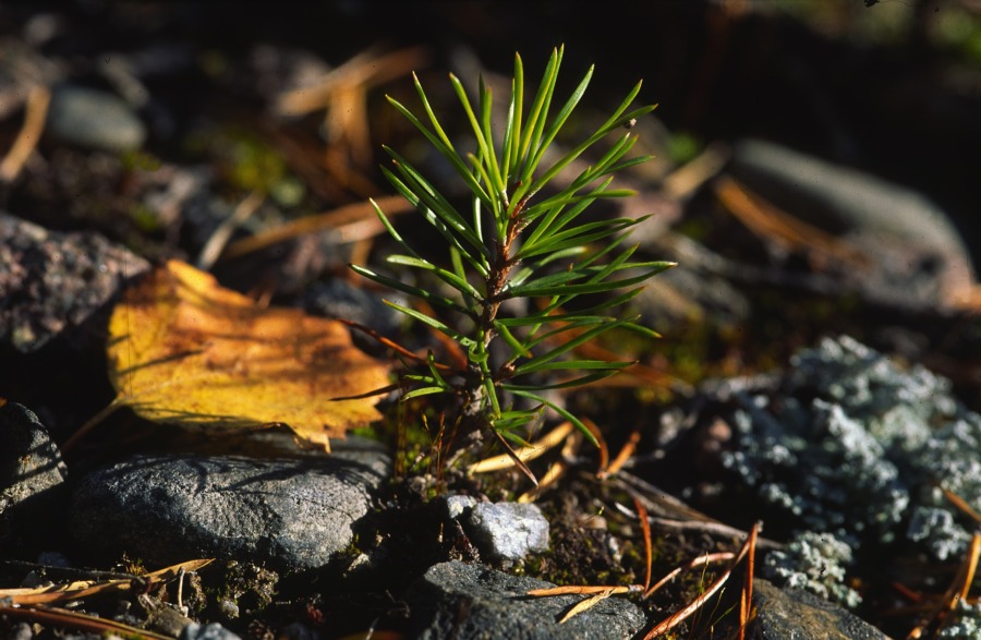 Har du provat höstplantering?