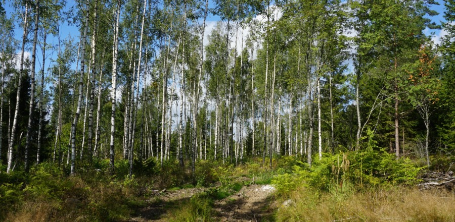 Prisuppgång på skog