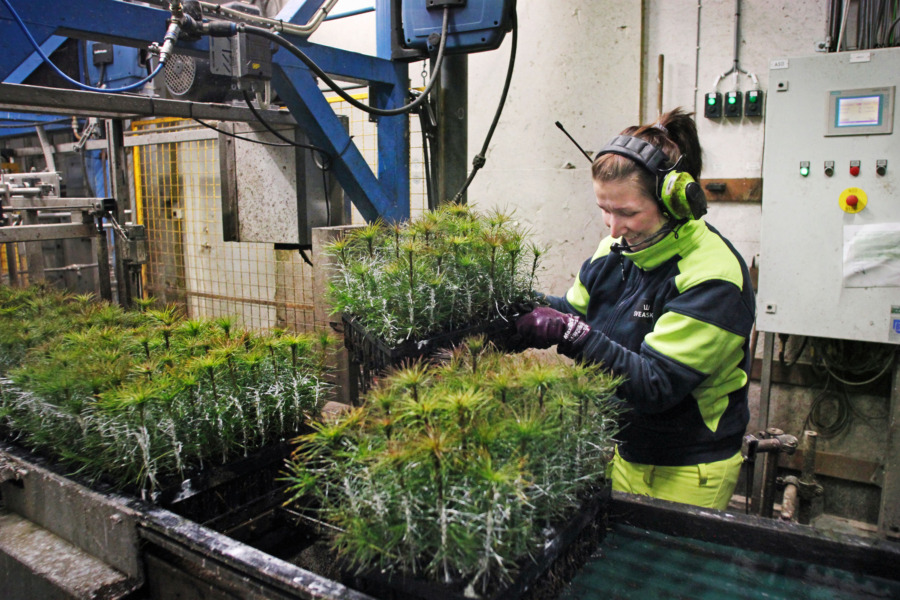 Examen i plantskolan