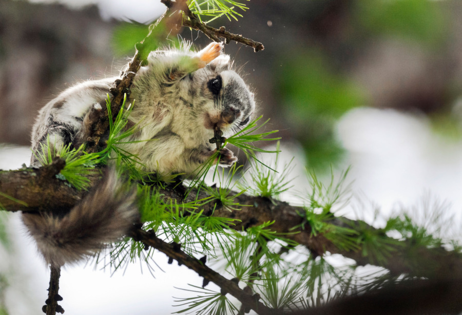 Finland: Liten glidare har stor makt