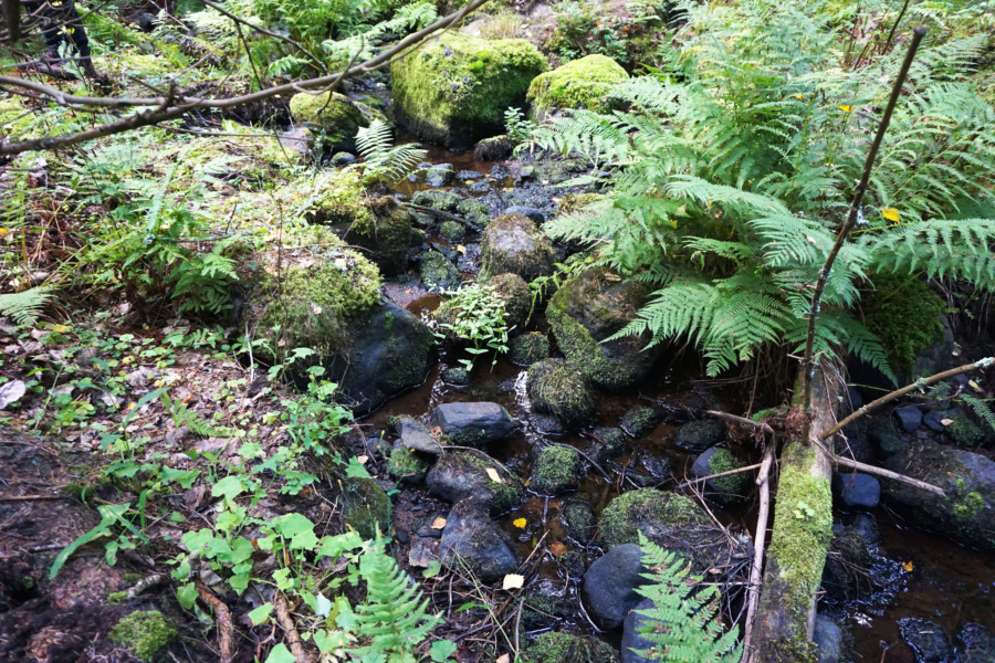 Finland: Gråzon stoppar avverkningar