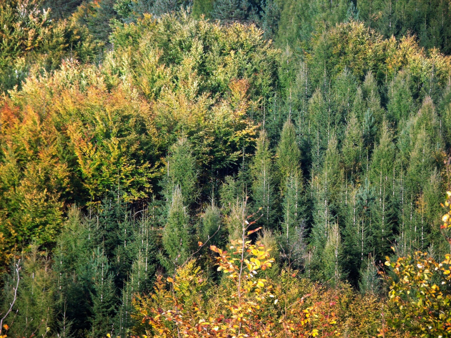 Österrike: Fast prislista ger raka besked
