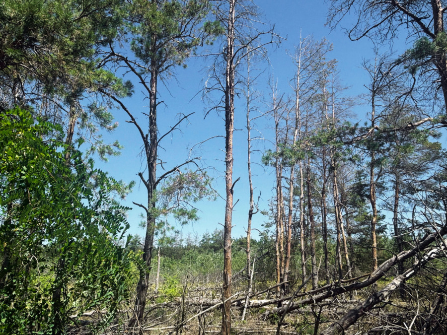 Ungern: Torka dödar slättens tall 