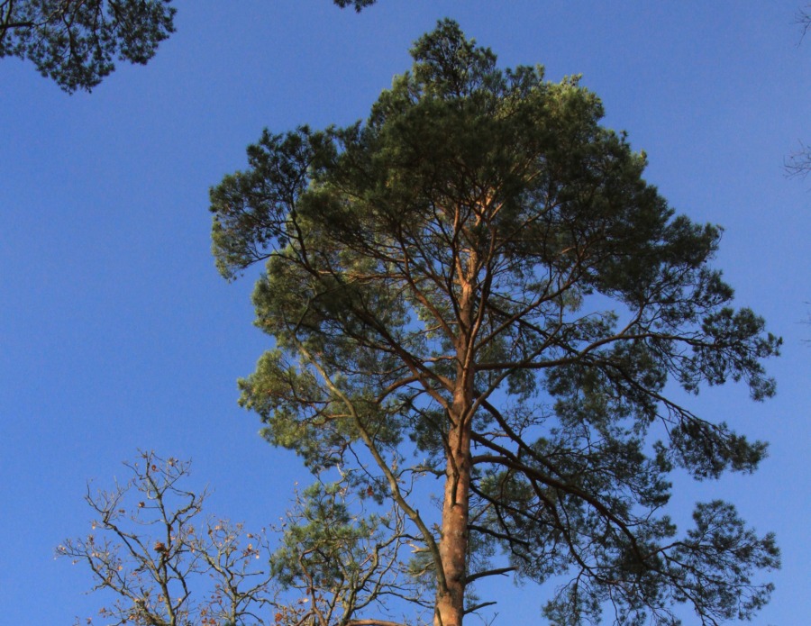 Södra och Sveaskog lämnar Sunpine