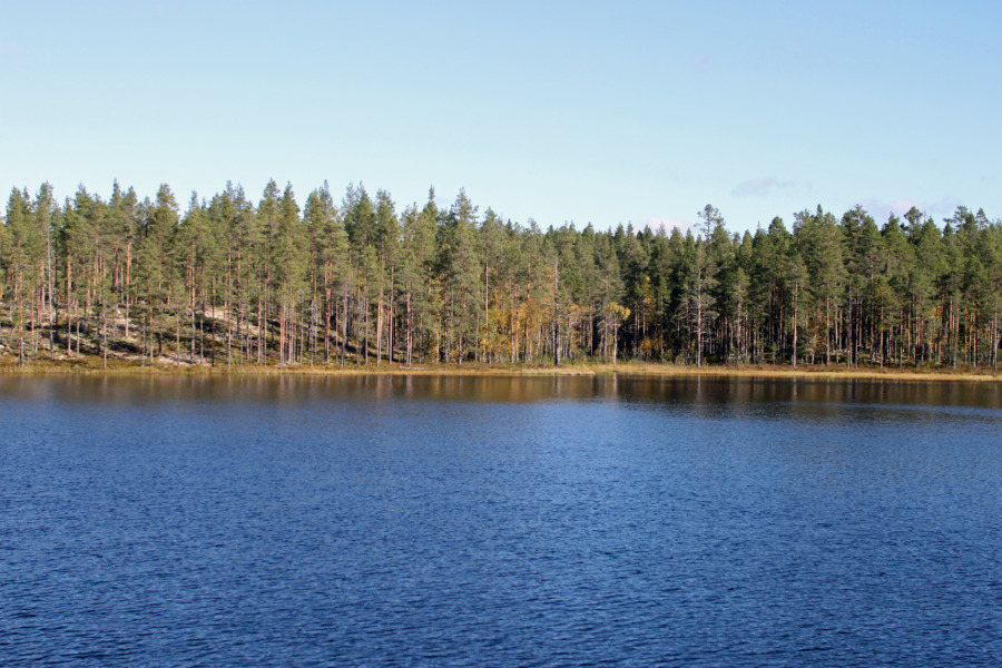 Norra Skog gick minus