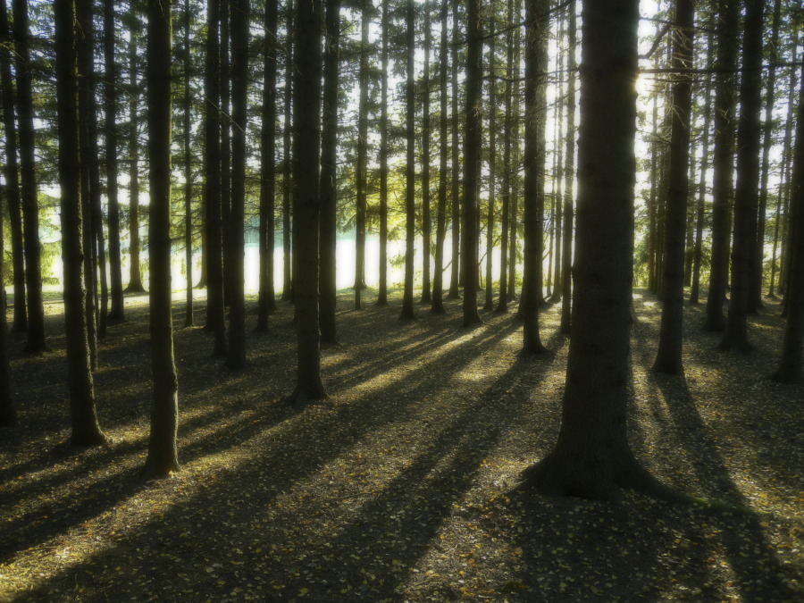 Nu lanseras eSKOGEN Premium