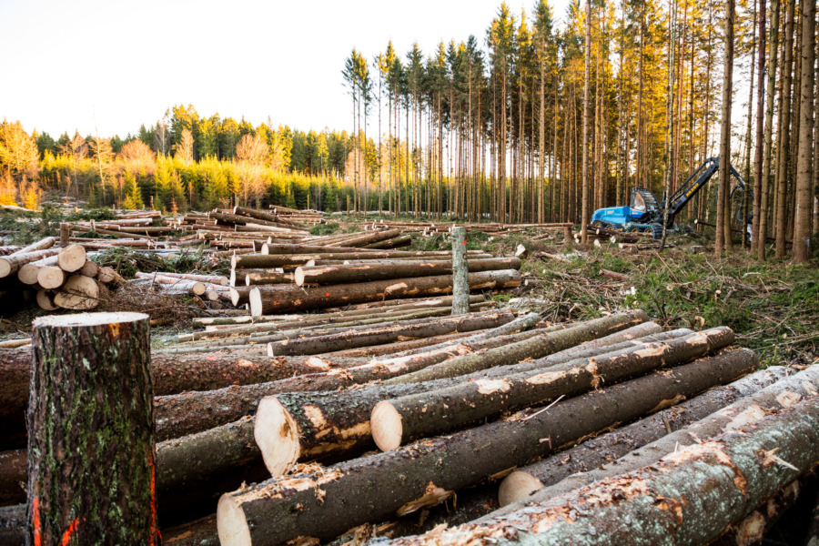 Nya verktyg kan ge avancerade skogsanalyser
