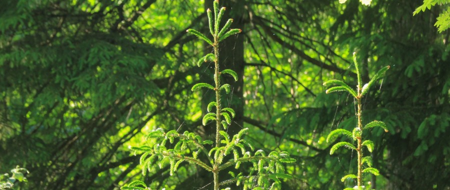 Götaland  – allt sämre klimat för granen