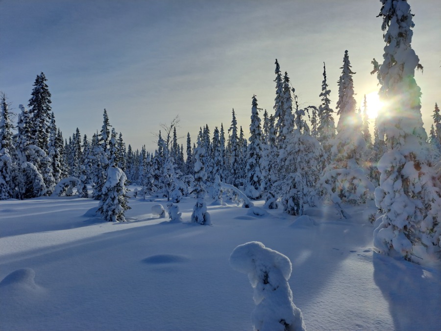 Debatt: ”Skogsräddare, inte aktivister”