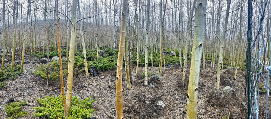 En skog, ett träd