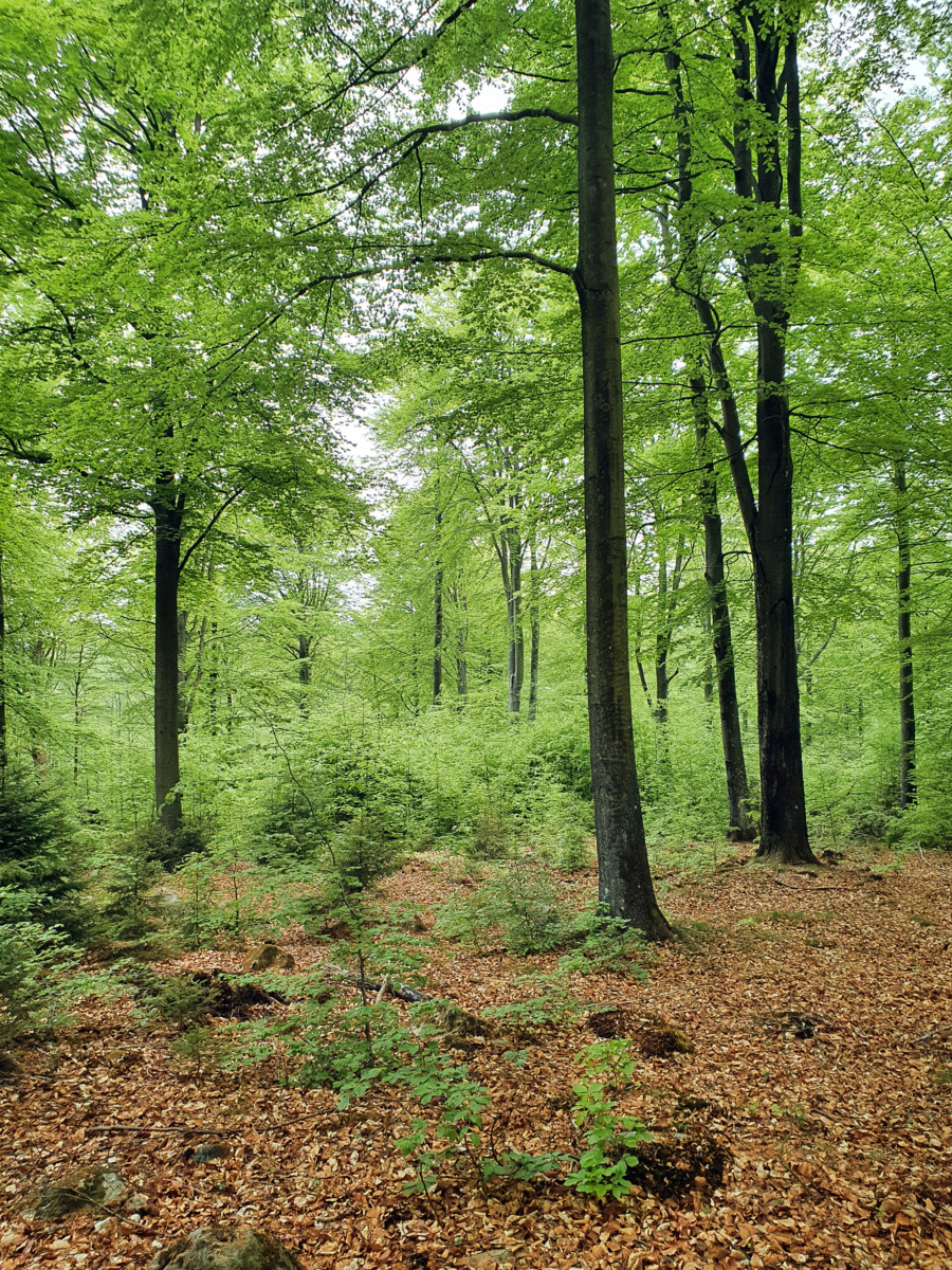 Här testas naturlig föryngring av bok