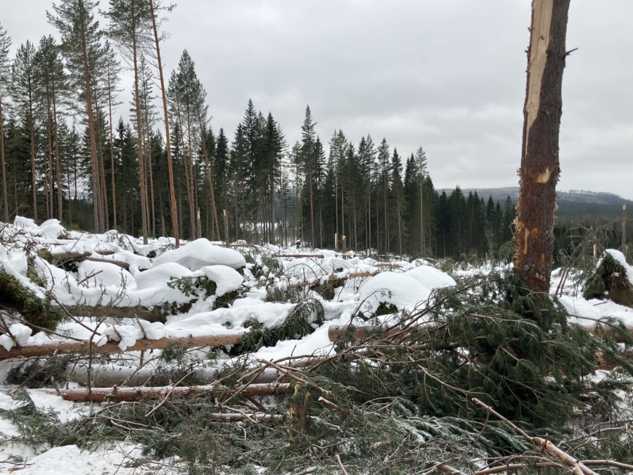 Skogsstyrelsen nära träffa rätt