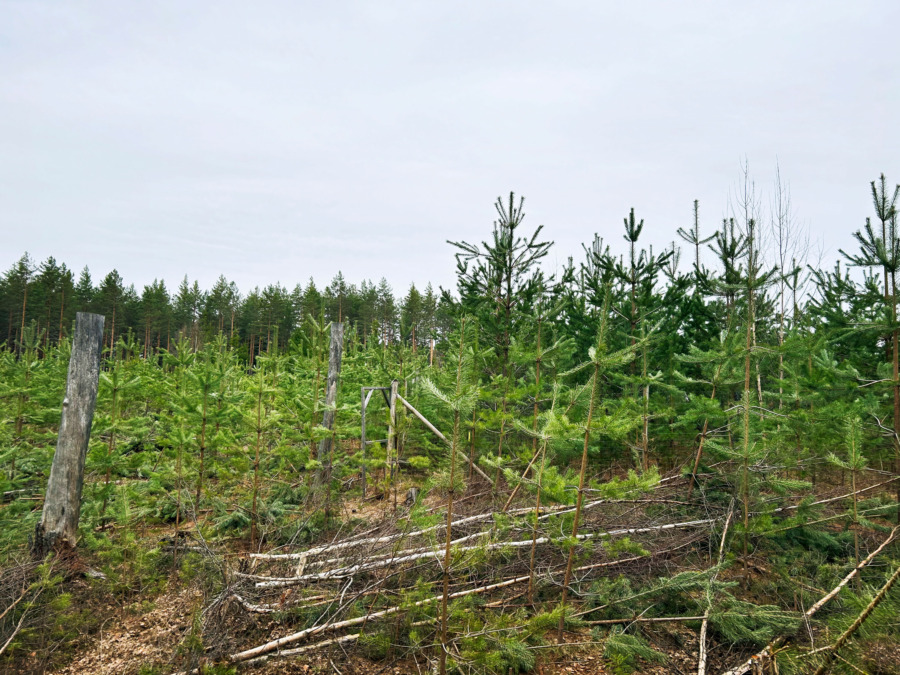 Förädlingen går in i fjärde fasen