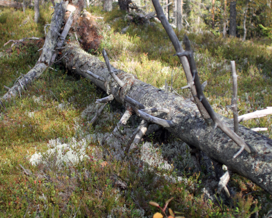 Allvarligt läge för kontinuitetsskogar