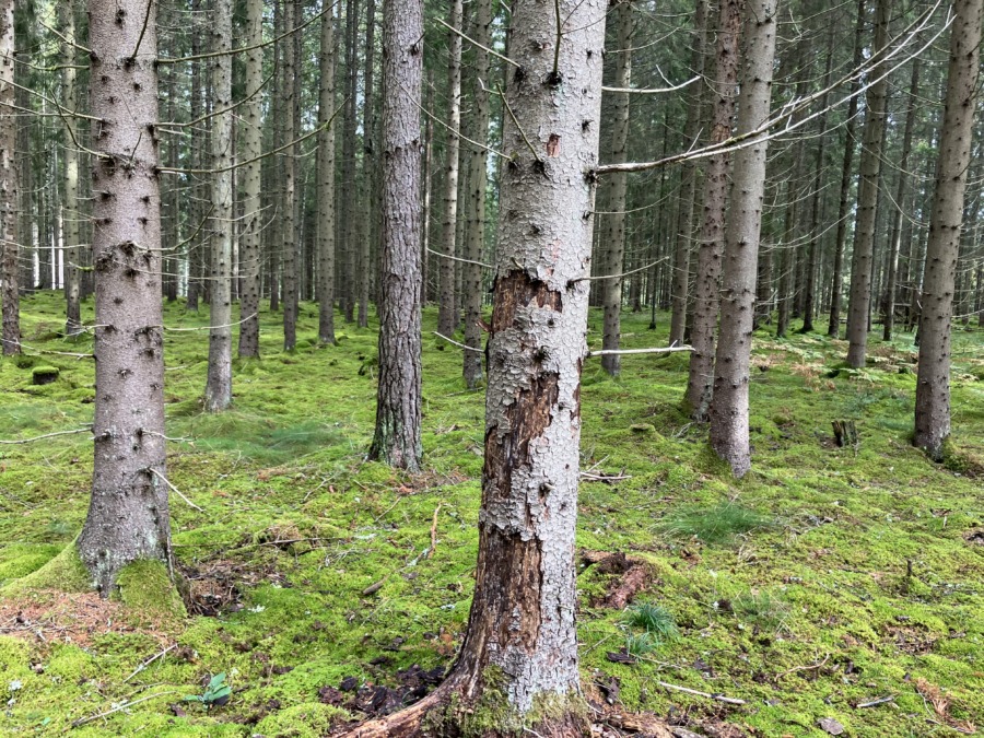 Temavecka: Så förebygger du skogsskador