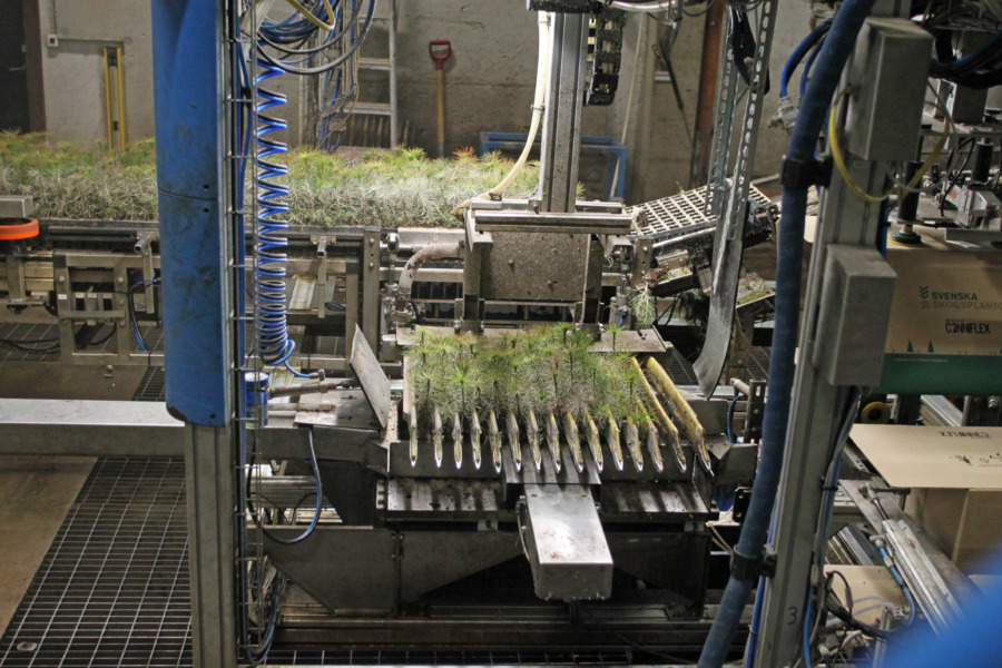 Fortsatt hög dödlighet