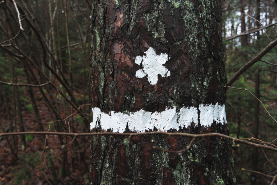 Här byttes skyddsvärd skog mot produktiv