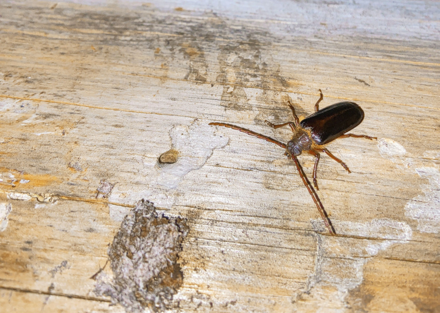 Kata och banka för bockens bästa