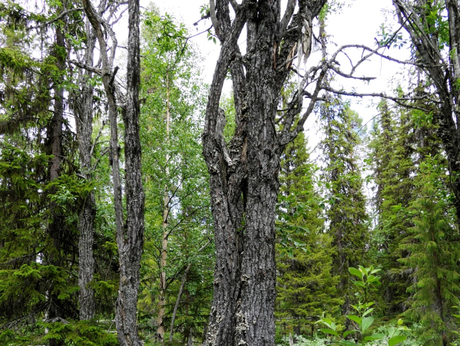 ”Kontinuitetsskogar – har de verkligen funnits?”
