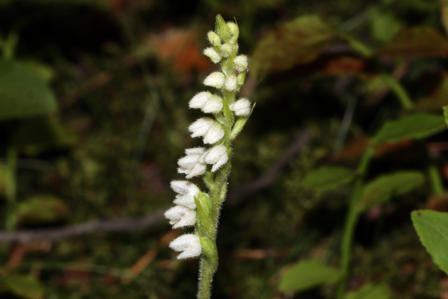Omtvistad ört kvar på lista
