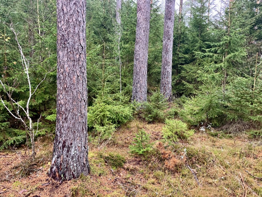 Hyggesfritt under lupp