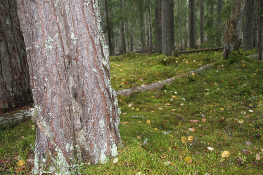 Ekmåne har missförstått begreppet kontinuitetsskogar