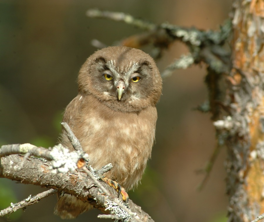 Så mottogs skogsproppen