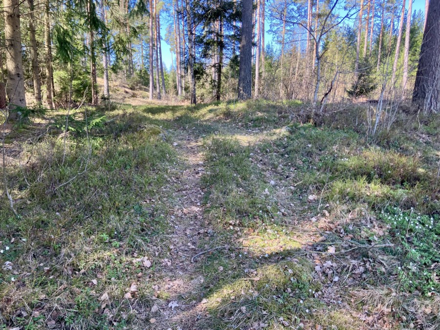 Stigar visar vägen till skogen