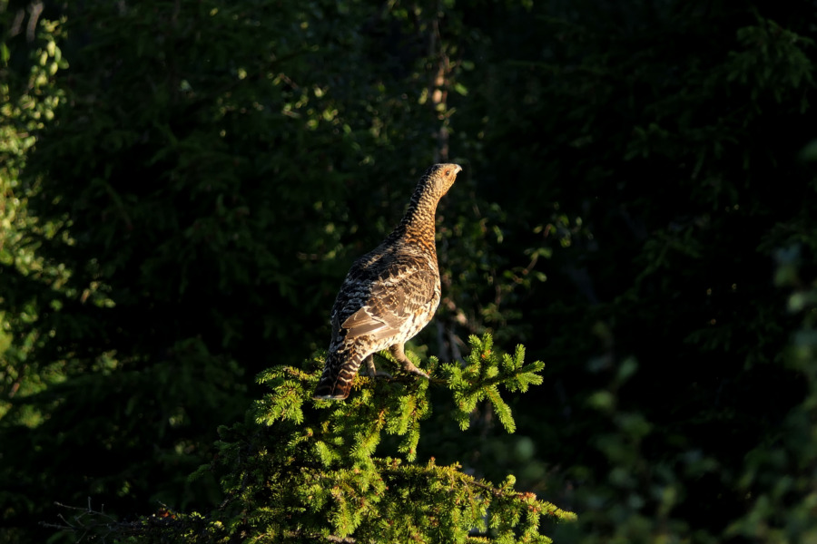 Två av tre nekas ersättning