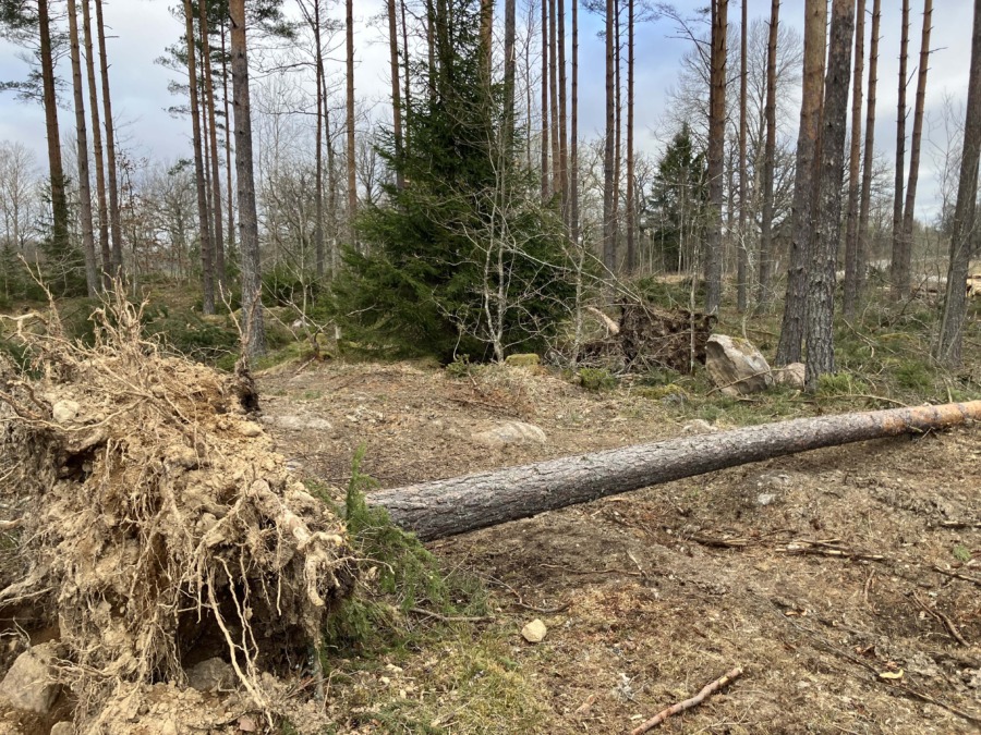 Inte så illa som befarat