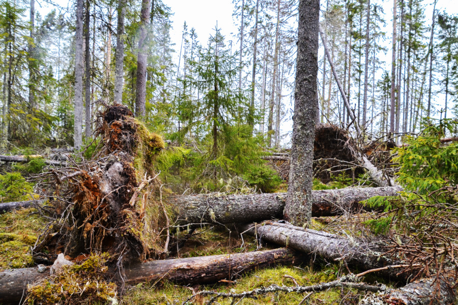 Barkborrarna har vaknat
