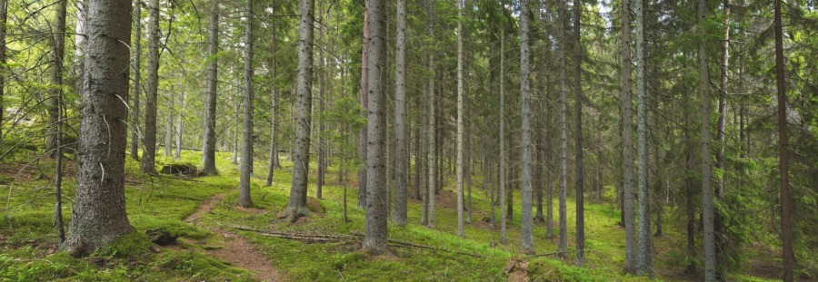 Färre skogsägare men större innehav