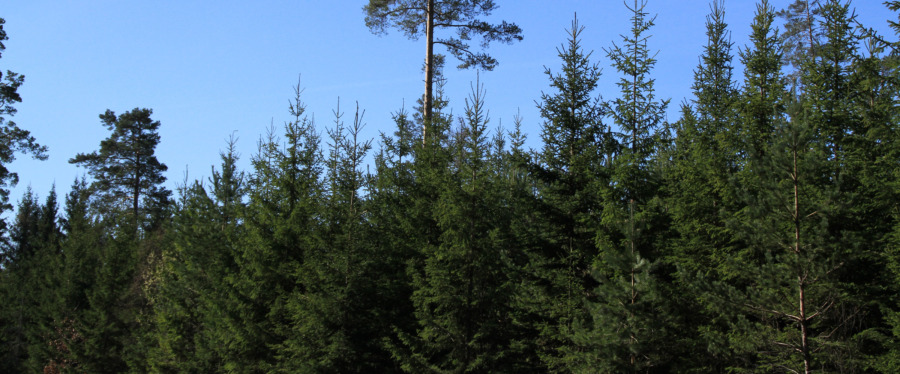 Högre tillväxt – utan näringsbrist