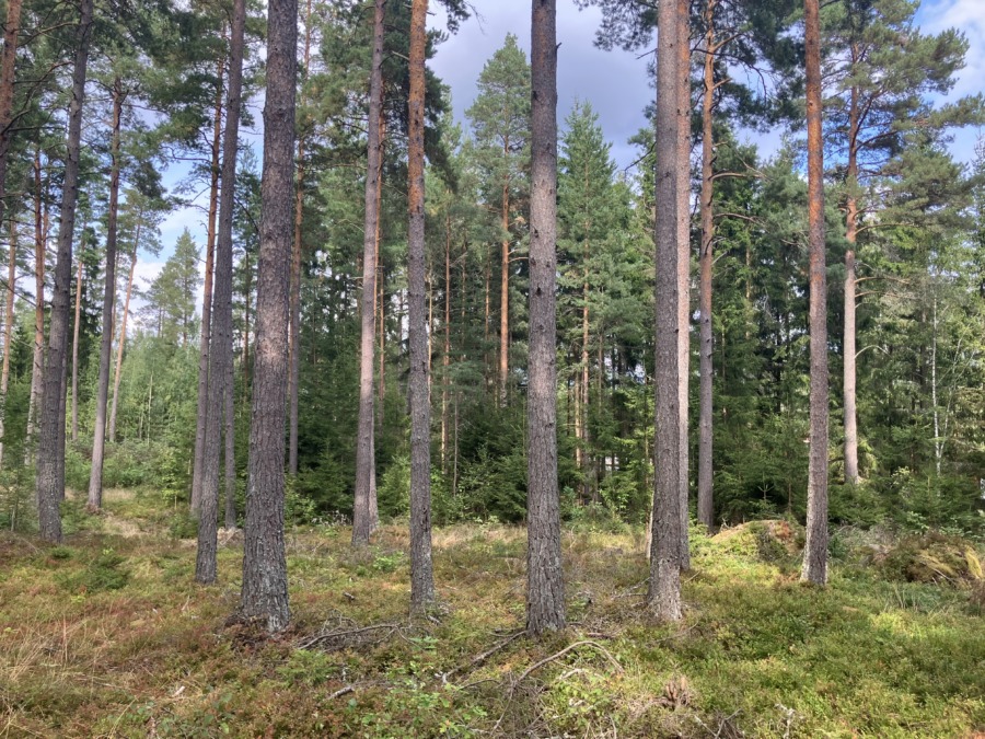 Stigande priser på skogsmark