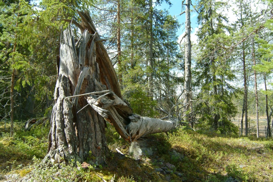 ”Luddigt begrepp styr enorma avsättningskrav”