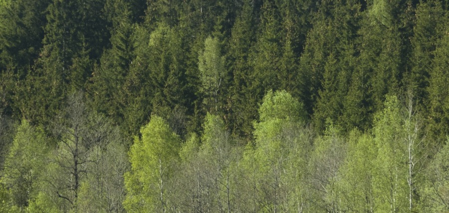 Bra etablera gran och björk samtidigt