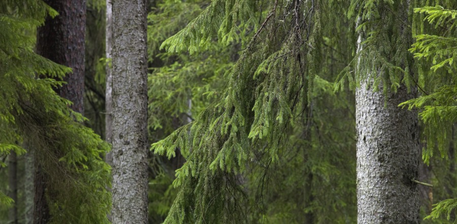 Riksdagen klubbar skogsproppen