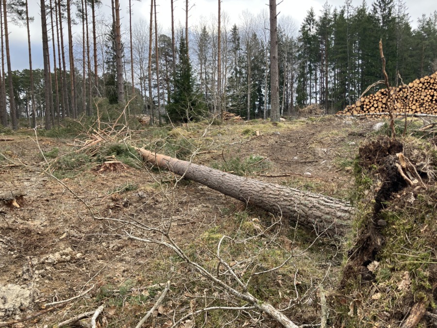 Stormsortiment ska rädda virkesvärde
