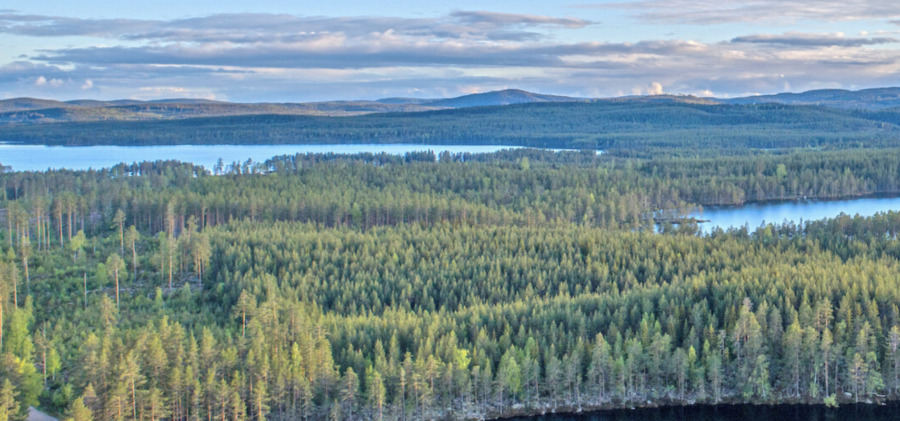 Markvärdens favoriter