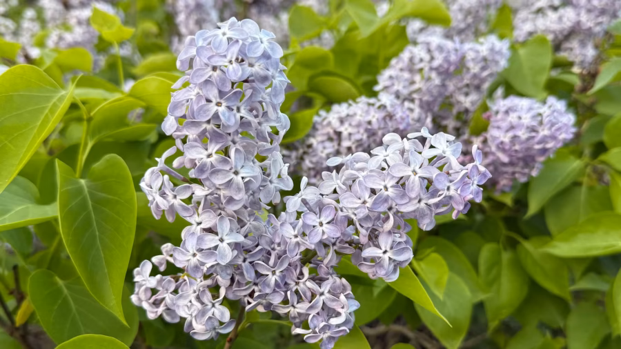 Nu blommar syrén i Haparanda