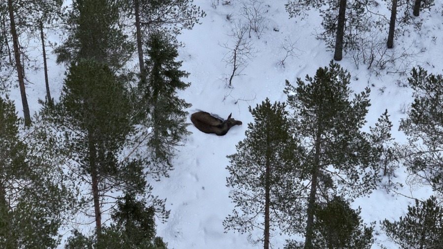 Bra på att räkna älgar– i rätt väder