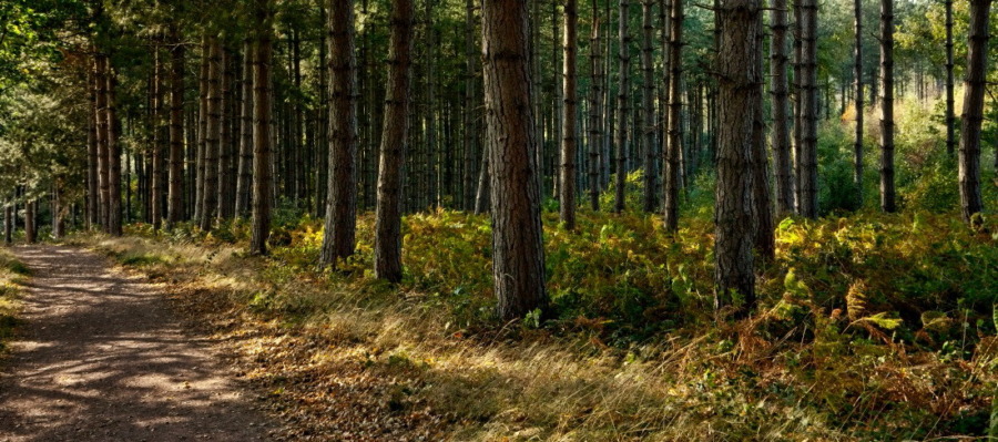 Nu växer skogen i ett av Europas skogsfattigaste länder