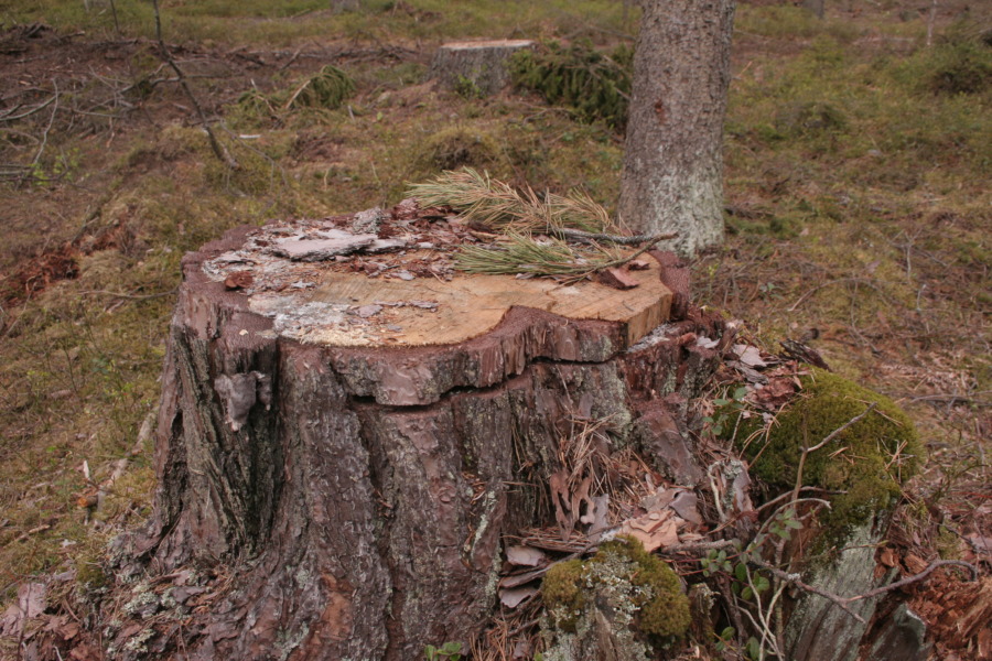 Grannlandet avverkar skogen snabbare än den växer