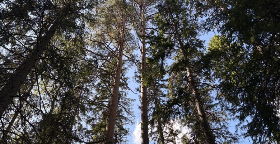 FSC öppnar klagomålstjänst